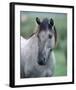 Przewalski's wild horse (Equus przewalskii gemini)-null-Framed Art Print