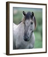 Przewalski's wild horse (Equus przewalskii gemini)-null-Framed Art Print