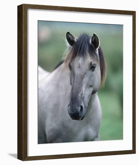 Przewalski's wild horse (Equus przewalskii gemini)-null-Framed Art Print