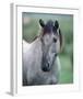 Przewalski's wild horse (Equus przewalskii gemini)-null-Framed Art Print
