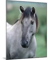 Przewalski's wild horse (Equus przewalskii gemini)-null-Mounted Art Print