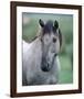 Przewalski's wild horse (Equus przewalskii gemini)-null-Framed Art Print