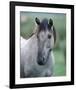 Przewalski's wild horse (Equus przewalskii gemini)-null-Framed Art Print