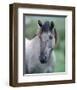 Przewalski's wild horse (Equus przewalskii gemini)-null-Framed Art Print