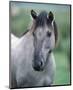 Przewalski's wild horse (Equus przewalskii gemini)-null-Mounted Art Print