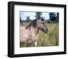 Przewalski's wild horse (Equus przewalskii gemini)-null-Framed Art Print