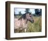 Przewalski's wild horse (Equus przewalskii gemini)-null-Framed Art Print