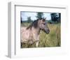 Przewalski's wild horse (Equus przewalskii gemini)-null-Framed Art Print