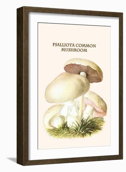 Psalliota Common Mushroom-Edmund Michael-Framed Art Print