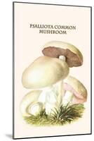 Psalliota Common Mushroom-Edmund Michael-Mounted Art Print