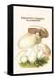 Psalliota Common Mushroom-Edmund Michael-Framed Stretched Canvas