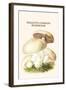 Psalliota Common Mushroom-Edmund Michael-Framed Art Print