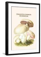 Psalliota Common Mushroom-Edmund Michael-Framed Art Print