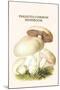 Psalliota Common Mushroom-Edmund Michael-Mounted Art Print