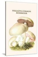 Psalliota Common Mushroom-Edmund Michael-Stretched Canvas