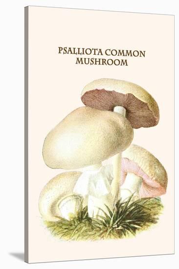 Psalliota Common Mushroom-Edmund Michael-Stretched Canvas