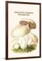 Psalliota Common Mushroom-Edmund Michael-Framed Art Print