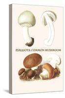 Psalliota Common Mushroom-Edmund Michael-Stretched Canvas