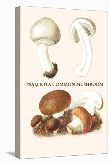 Psalliota Common Mushroom-Edmund Michael-Stretched Canvas