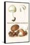 Psalliota Common Mushroom-Edmund Michael-Framed Stretched Canvas