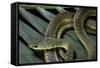 Psammophis Sibilans (Striped Sand Racer)-Paul Starosta-Framed Stretched Canvas