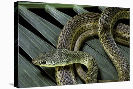 Psammophis Sibilans (Striped Sand Racer)-Paul Starosta-Stretched Canvas