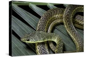 Psammophis Sibilans (Striped Sand Racer)-Paul Starosta-Stretched Canvas