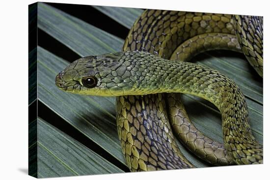 Psammophis Sibilans (Striped Sand Racer)-Paul Starosta-Stretched Canvas