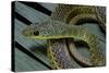 Psammophis Sibilans (Striped Sand Racer)-Paul Starosta-Stretched Canvas