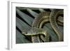 Psammophis Sibilans (Striped Sand Racer)-Paul Starosta-Framed Photographic Print