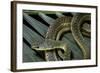 Psammophis Sibilans (Striped Sand Racer)-Paul Starosta-Framed Photographic Print