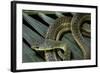 Psammophis Sibilans (Striped Sand Racer)-Paul Starosta-Framed Photographic Print