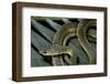 Psammophis Sibilans (Striped Sand Racer)-Paul Starosta-Framed Photographic Print