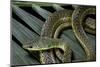 Psammophis Sibilans (Striped Sand Racer)-Paul Starosta-Mounted Photographic Print