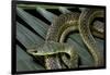 Psammophis Sibilans (Striped Sand Racer)-Paul Starosta-Framed Photographic Print