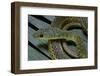 Psammophis Sibilans (Striped Sand Racer)-Paul Starosta-Framed Photographic Print