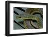 Psammophis Sibilans (Striped Sand Racer)-Paul Starosta-Framed Photographic Print