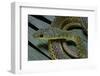 Psammophis Sibilans (Striped Sand Racer)-Paul Starosta-Framed Photographic Print