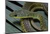 Psammophis Sibilans (Striped Sand Racer)-Paul Starosta-Mounted Photographic Print