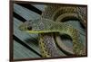 Psammophis Sibilans (Striped Sand Racer)-Paul Starosta-Framed Photographic Print