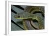 Psammophis Sibilans (Striped Sand Racer)-Paul Starosta-Framed Photographic Print