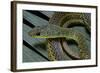 Psammophis Sibilans (Striped Sand Racer)-Paul Starosta-Framed Photographic Print