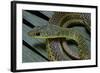 Psammophis Sibilans (Striped Sand Racer)-Paul Starosta-Framed Photographic Print