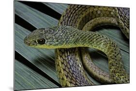 Psammophis Sibilans (Striped Sand Racer)-Paul Starosta-Mounted Photographic Print