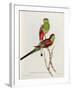 Psephotus Pulcherrimus-John Gould-Framed Giclee Print