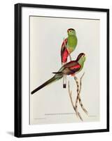 Psephotus Pulcherrimus-John Gould-Framed Giclee Print