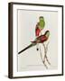 Psephotus Pulcherrimus-John Gould-Framed Giclee Print