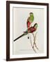 Psephotus Pulcherrimus-John Gould-Framed Giclee Print