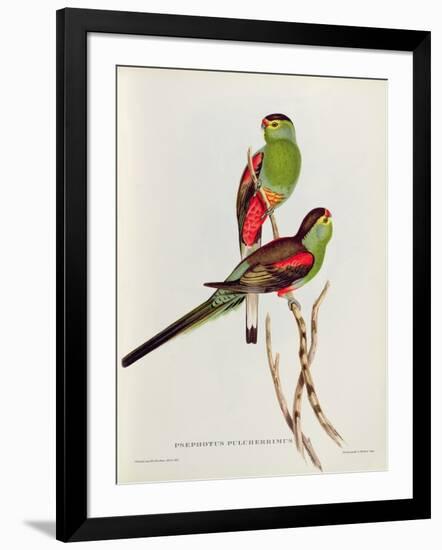 Psephotus Pulcherrimus-John Gould-Framed Giclee Print