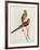 Psephotus Pulcherrimus-John Gould-Framed Giclee Print